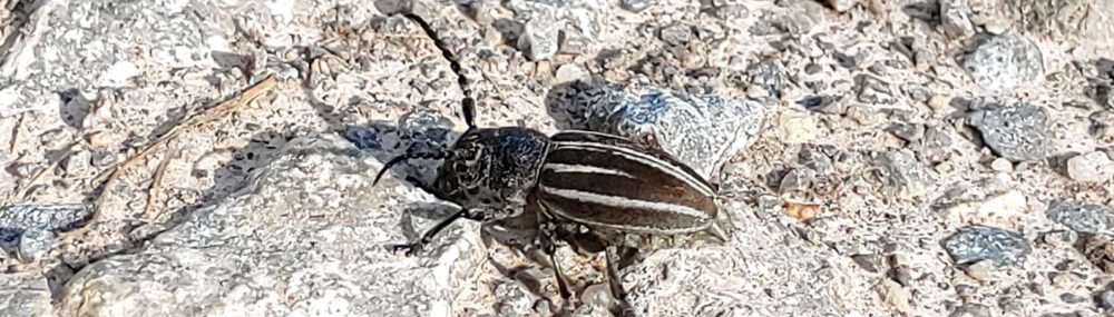 VEbTiL
