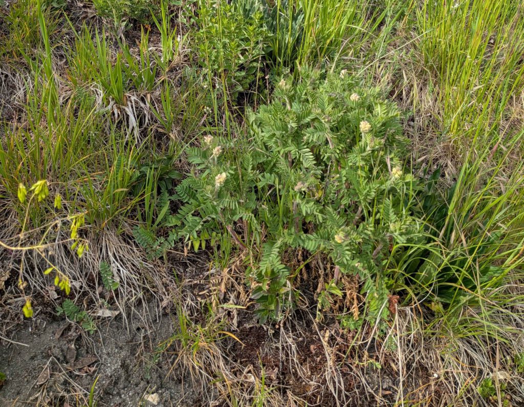 Oxytropis pilosa